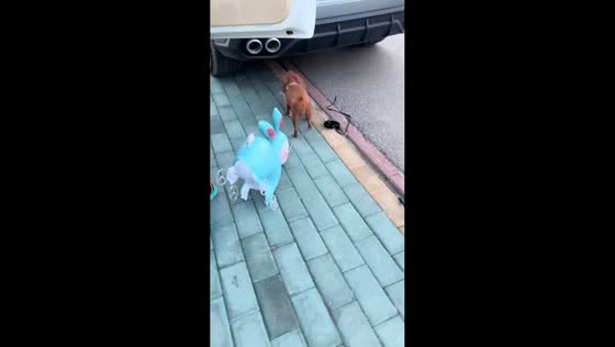 Dog runs from rabbit balloon toy in Xinjiang, China