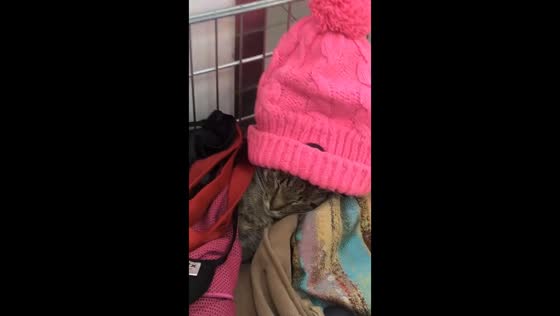 Catnap couture: adorable feline caught napping in boutique's pink mavin!