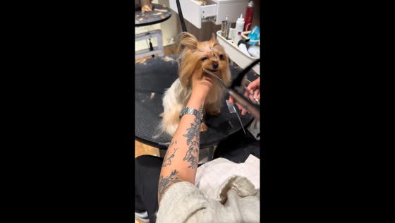 Dog outsmarts groomer with mustache moves in Liaoning, China