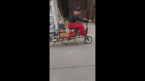 Girl rides dog-powered bicycle on street in Jiangsu, China