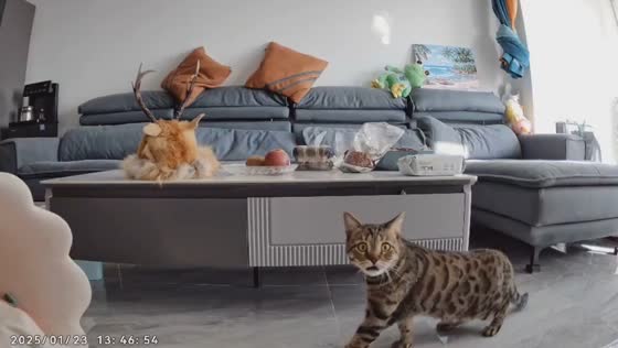 Cat reacts to owner's voice through surveillance camera in Liaoning, China