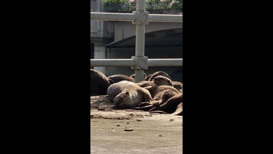 Otters seen relaxing in Singapore city