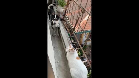 Dog hesitates to pass cat blocking pathway in Quezon City, Philippines