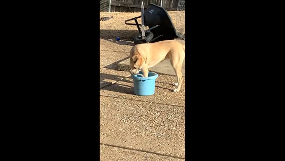 Dog struggles to lift bucket with leg stuck in it in Arkansas City, Kansas, USA