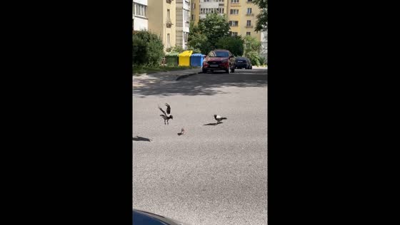 Rat chases crows in hilarious pursuit in Minsk
