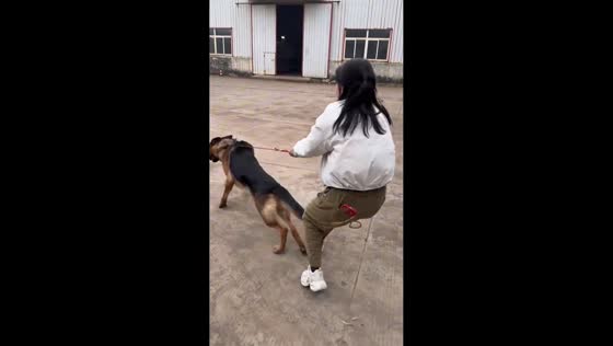 Girl dragged by strong German shepherd in Shandong, China
