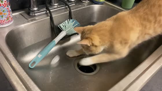 Playful cat bats ice cube in Dublin, USA