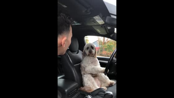 Dog takes the wheel in hilarious video from Boston, USA
