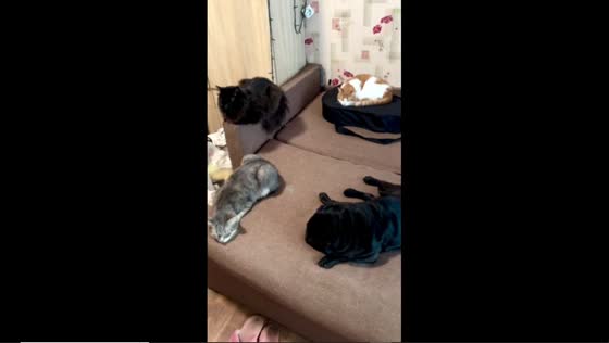 Resilience and comfort: pets from Bakhmut find peace in Dnipro amidst conflict