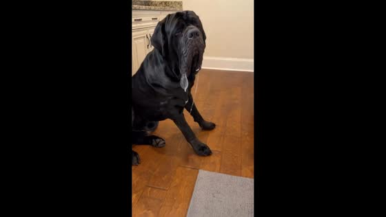 Neapolitan Mastiff drools bubbles while waiting for food in Myrtle Beach, USA