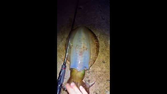 Bigfin reef squid changes color after being handled in Karachi, Pakistan