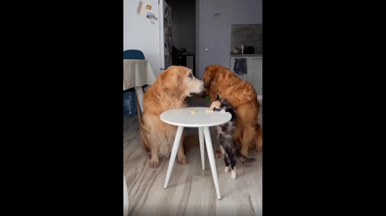Funny patience test: the cat outsmarts the dogs