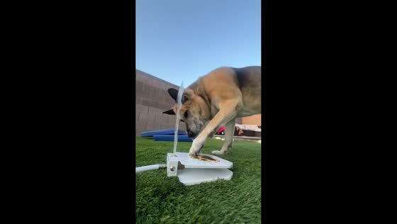 Dog has a blast playing with step-on water fountain in Las Vegas, Nevada