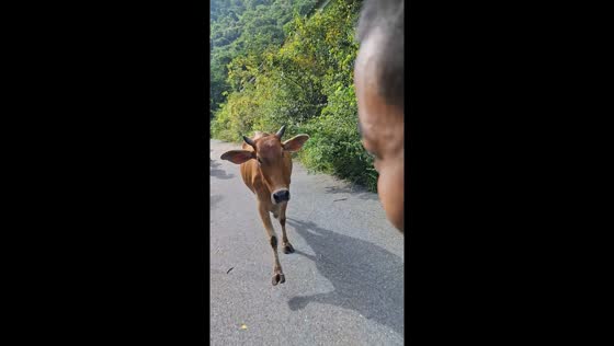Cow chases motorcyclists in Lopburi, Thailand