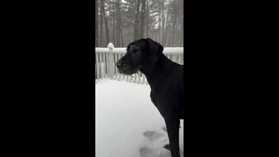 Great Dane plays in the snow during snowfall in Pembroke, New Hampshire, USA