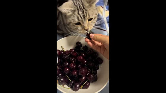 Kitten lends a helping paw in cherry cleaning in Shandong, China