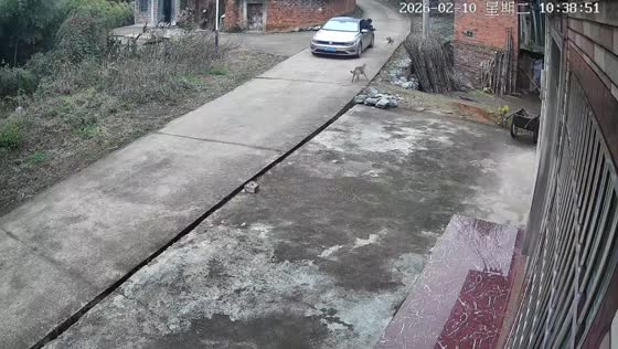 Dog taken from street by passing vehicle in Hunan, China