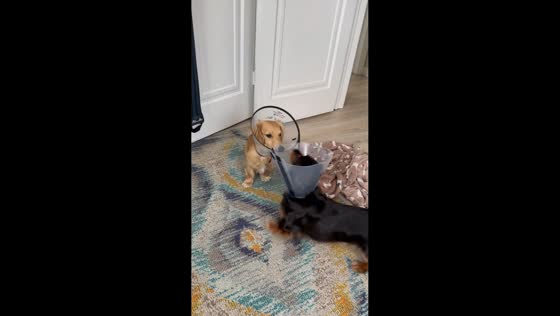 Neutered Dachshund puppies struggle to play with cones in Salt Lake, Utah, USA