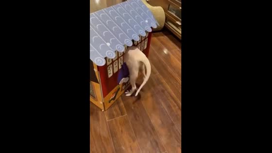 Cat squeezes into small hole and gets stuck in box ohuse in Florida, USA