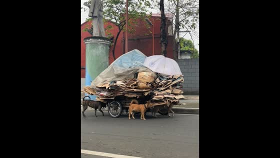 Stray dogs appear to help push heavy cart through streets in Manila, Philippines