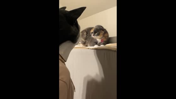 Cat frightened by person in cat mask in Duluth, Minnesota