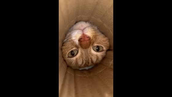 Curious cats take turns peeking into carton tube in Zhejiang, China