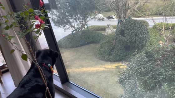 Border Collie causes reaction from other dog in Guizhou video