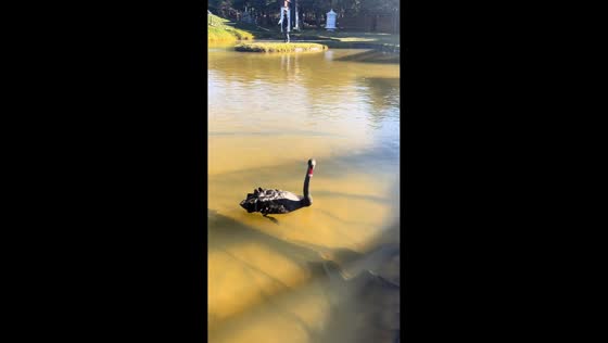Amusing black swan interaction on lake in Yunnan, China