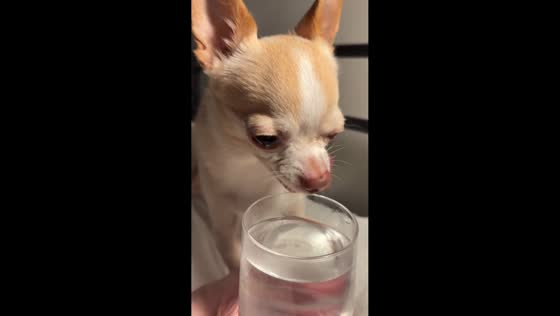 Chihuahua adorably struggles to drink from cup in Australia