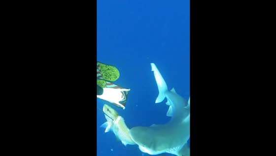 Shark snatches snapper: dive buddy's close call caught on camera