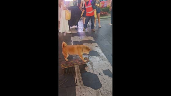 Dog rides skateboard through busy street in Guizhou, China