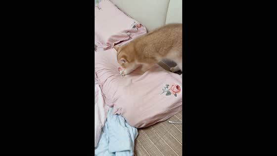 Cat adorably scratches a pillow before its owner intervenes in Anhui, China