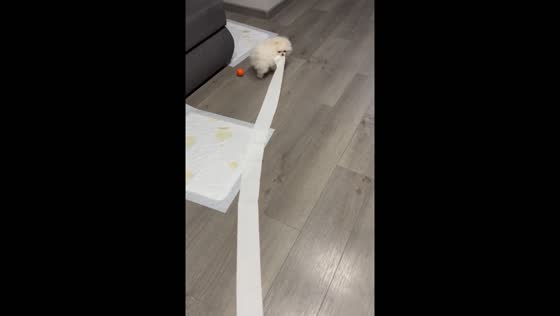 Dog in Kharkiv carries toilet paper