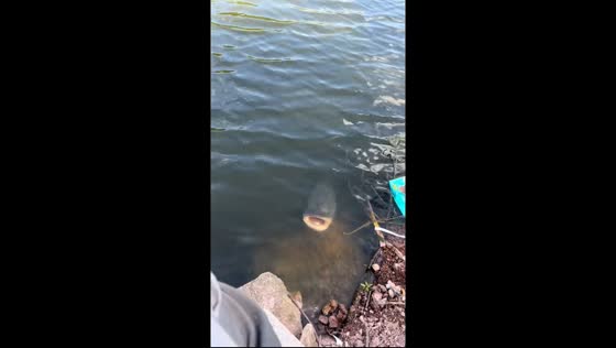 Fisherman misses catfish waiting right beside him in Zhejiang, China