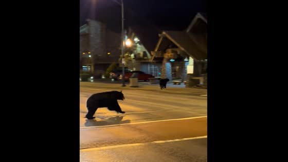 Two bears run across traffic in Tennessee 