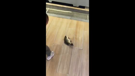 Fish jumps out of tank and startles child in Guangdong, China