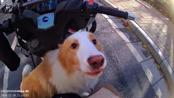 Persistent dog attempts to ride motorcycle in Chongqing, China