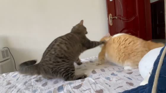 Two cats face off on bed in Hebei, China