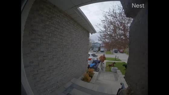 Doberman defends owner from attacking dog in Ontario, Canada