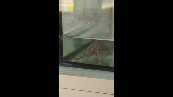 Turtle mistakes its own poop for food in aquarium in Fujian, China
