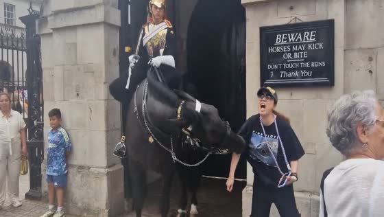 Tourist bitten by Kings Guard horse in Whitehall, London