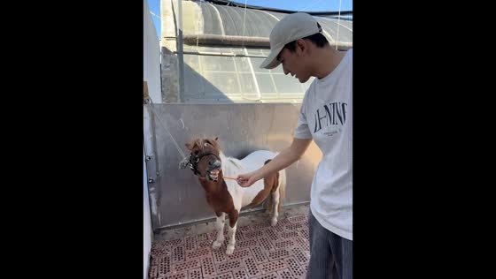 Pony gives man a surprise during feeding time in Gansu, China