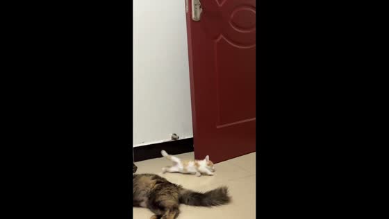 Kitten slips on smooth floor and runs off after playful fall in Henan, China