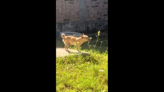 Dog calmly sniffs flowers in Centenario, Argentina