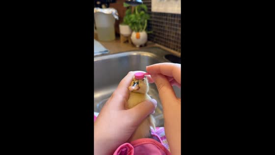 Duckling relaxes while being gently brushed in Philadelphia, USA