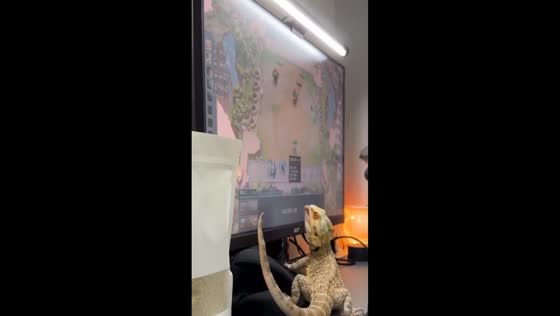 Bearded dragon taps computer screen while owner plays in Taiwan