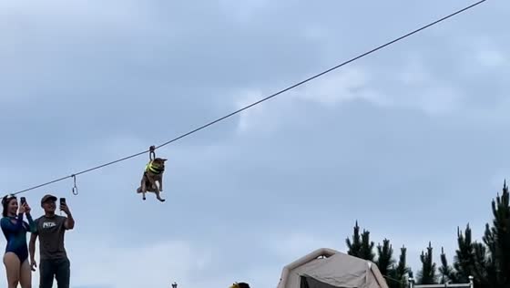 Dog calmly rides zipline across water in Zhejiang, China