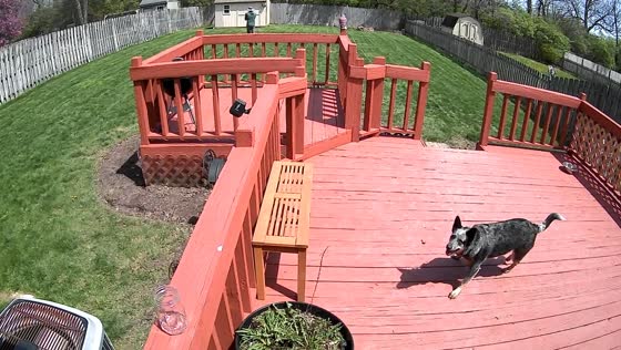 Dog vs. bee: hilarious chase caught on security camera