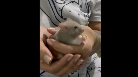Mouse pet eating grain in Pereira, Colombia