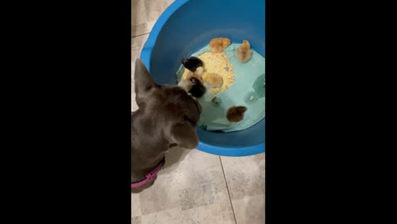French bulldog protects newly hatched chicks from owner in Ukraine